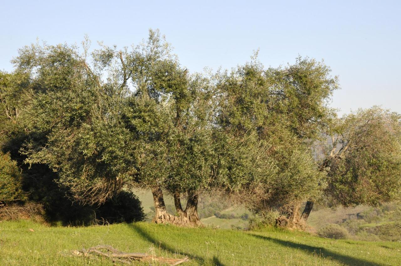 La Colombera In Toscana Roccalbegna Exterior foto